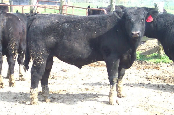 Keeney Angus April 7 Bull and Heifer Sale - Page 6 146simmy-1