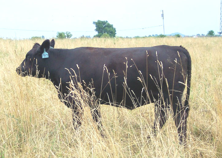 Keeney Angus April 7 Bull and Heifer Sale - Page 9 1717