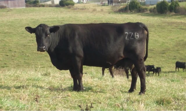 The Good, the Bad, the Ugly Bull Sale - Page 3 228