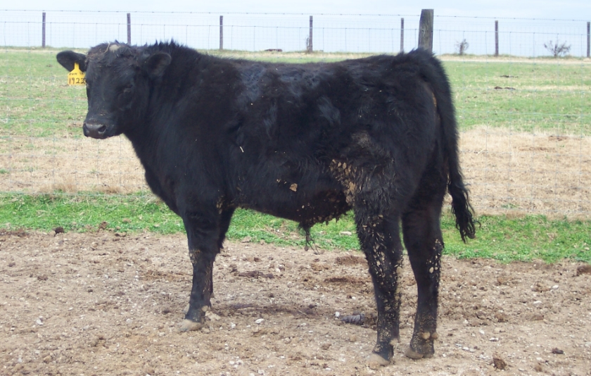 Keeney Angus 2013 Spring Sale April 6, 2013 2718a322-a820-40d3-9a1f-0517972bbc05_zps6b80d053