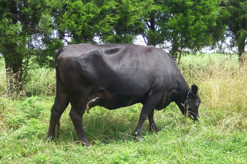 Keeney Angus April 7 Bull and Heifer Sale - Page 5 2966-1