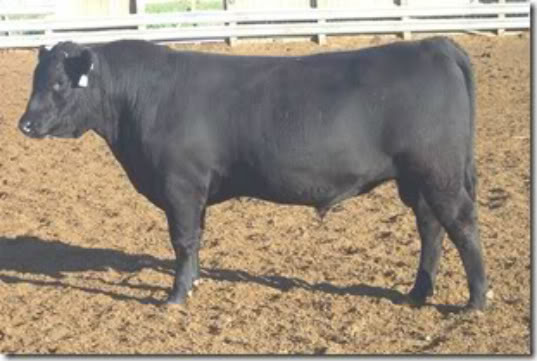 Keeney Angus April 7 Bull and Heifer Sale - Page 5 2966bull-1