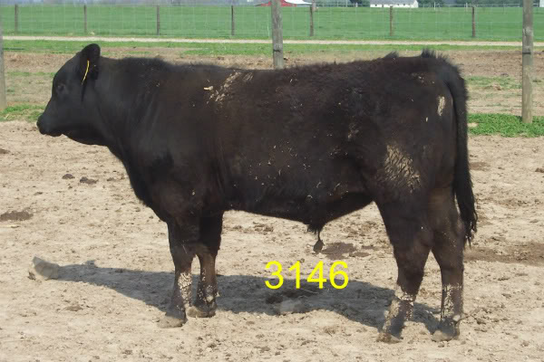 Keeney Angus April 7 Bull and Heifer Sale - Page 5 3146-1