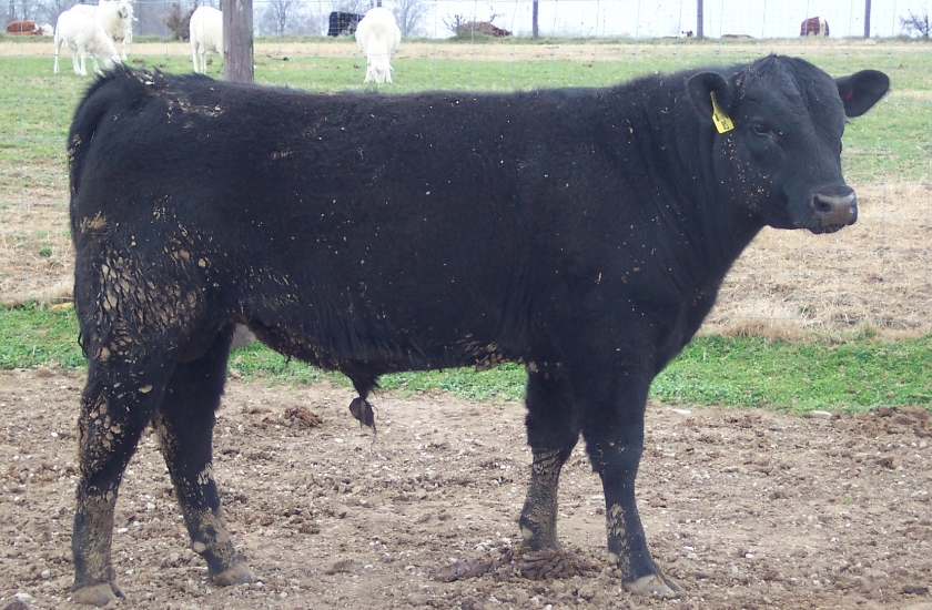 Keeney Angus 2013 Spring Sale April 6, 2013 445627f4-3966-49a4-91e0-1473cc98373b_zps5190b016