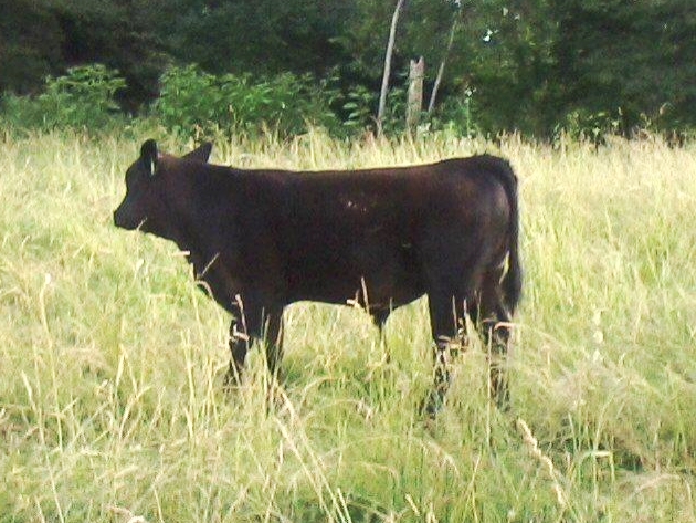 2015 Keeney Angus Bull Sale - Page 5 47984ca4-27d7-4b37-9656-ba99c9246469_zpsfg8ilsvd