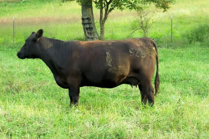 Keeney Angus 50TH Angus Anniversary Bull and Heifer Sale, Nov 10, 2012 523-1