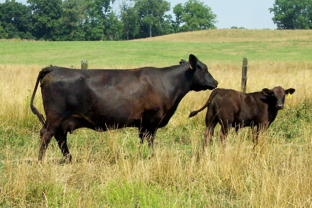 Keeney Angus April 7 Bull and Heifer Sale - Page 9 541-2012-2