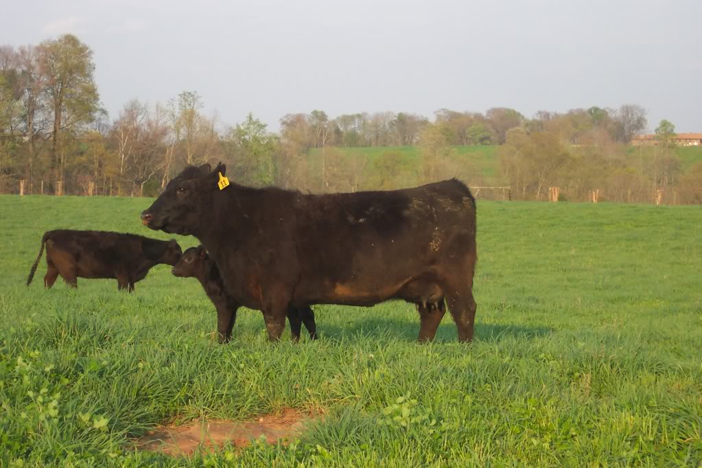 Keeney Angus April 7 Bull and Heifer Sale - Page 5 541-2012