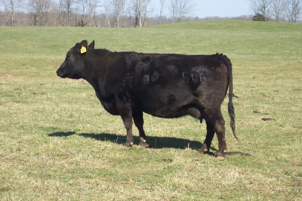 Keeney Angus April 7 Bull and Heifer Sale - Page 3 6110-12