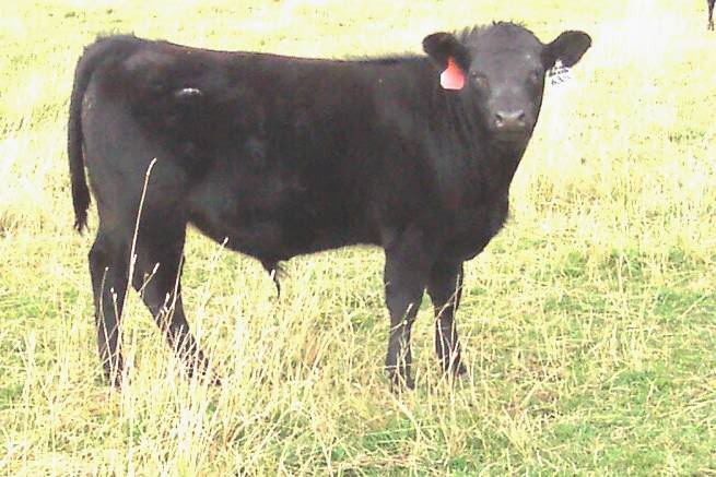 Keeney Angus April 7 Bull and Heifer Sale - Page 3 6309calf