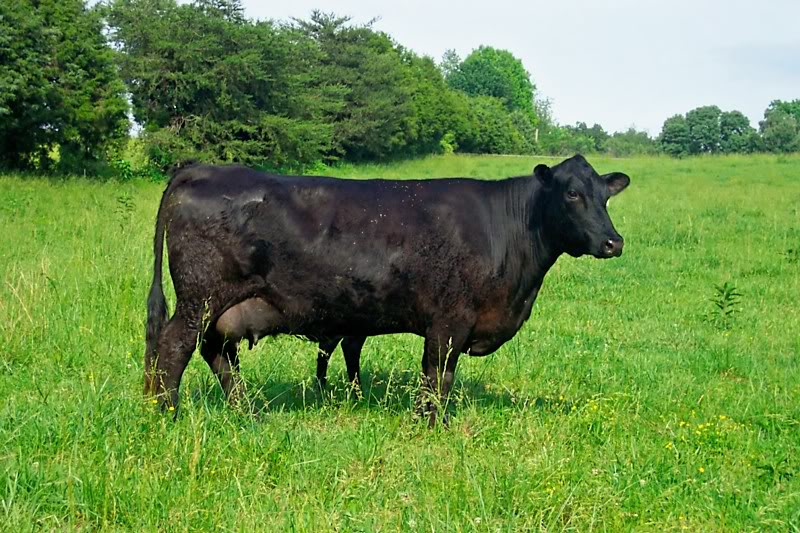 Keeney Angus April 7 Bull and Heifer Sale - Page 3 6377-2