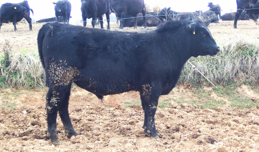 Keeney Angus 2013 Spring Sale April 6, 2013 6b4b0390-4642-4f63-b672-7e00f947987f_zps339e2f94