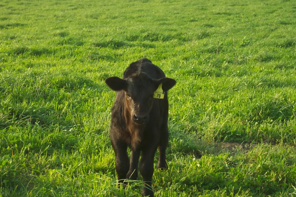 Keeney Angus April 7 Bull and Heifer Sale - Page 5 70calf