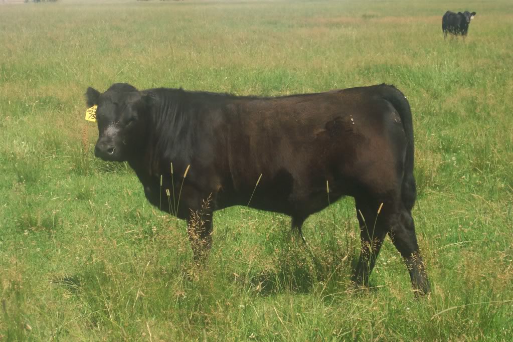 Keeney Angus April 7 Bull and Heifer Sale - Page 3 7503-3