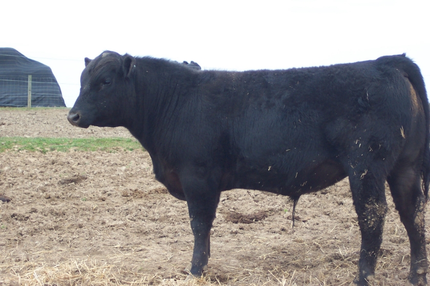 Keeney Angus 2013 Spring Sale April 6, 2013 76b3aeeb-1391-49d1-9de1-7b850e93af36_zps8a0c2be2