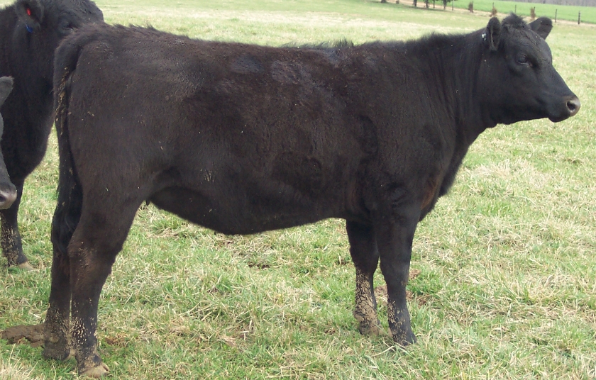 Keeney Angus 2013 Spring Sale April 6, 2013 892c877a-167a-4e60-bb33-d007d4fc1990_zps6b00ade2