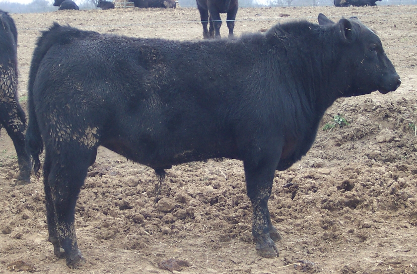 Keeney Angus 2013 Spring Sale April 6, 2013 8b992f0c-be96-4382-957e-2e54b0c3343f_zps122571f9