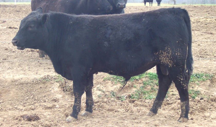 Keeney Angus 2013 Spring Sale April 6, 2013 8da65525-ca6a-45dc-be1d-8ffe8d982067_zps8047baee