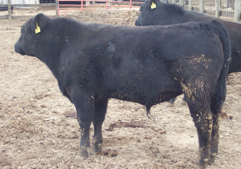 Keeney Angus 2013 Spring Sale April 6, 2013 9275a360-4d1e-4c99-8a60-9c7408c3fe5c_zps44261e02