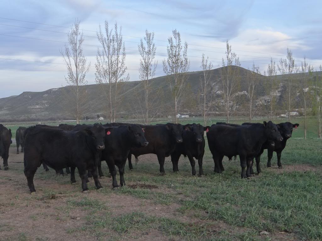  Howard Ranch bulls DSC01975_zpsc696ae93