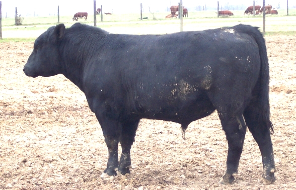 Keeney Angus 2013 Spring Sale April 6, 2013 A3011336-fddb-4b5c-81b0-a95454bc2888_zps937ee349