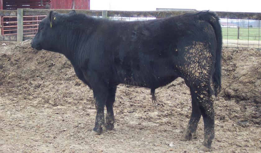 Keeney Angus 2013 Spring Sale April 6, 2013 B81000d3-e307-4ace-a61e-ae05690e1f36_zpsb49d385c