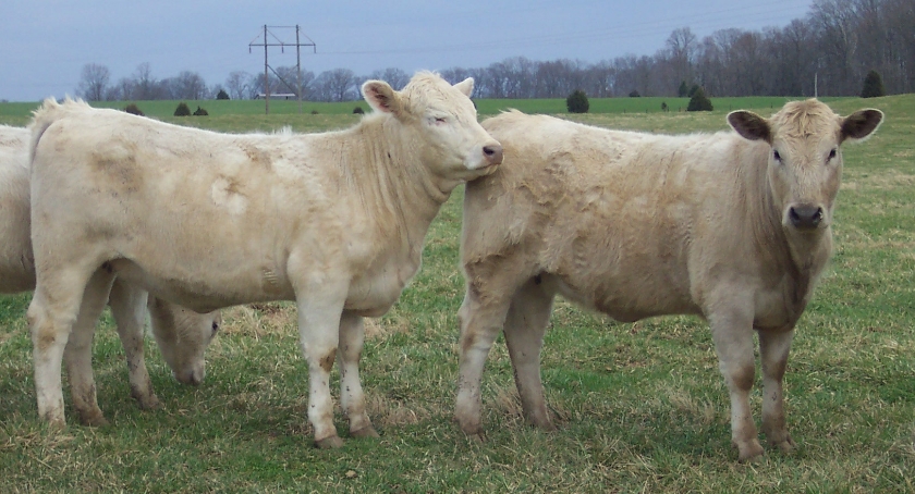 Keeney Angus 2013 Spring Sale April 6, 2013 Bd96b225-ce35-48c1-adb9-b096bc9b89ad_zpsd11d08a8