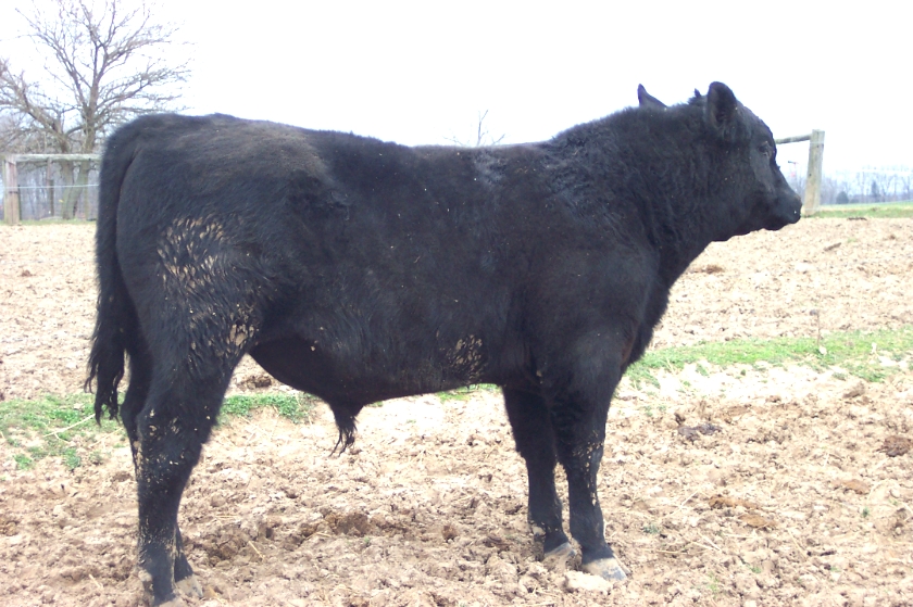 Keeney Angus 2013 Spring Sale April 6, 2013 Ce42ed30-8927-4667-bbbc-f50ed82f891f_zps9332a5d4