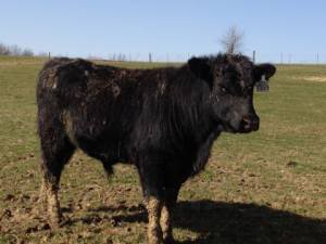 Keeney Angus April 7 Bull and Heifer Sale - Page 6 Competition