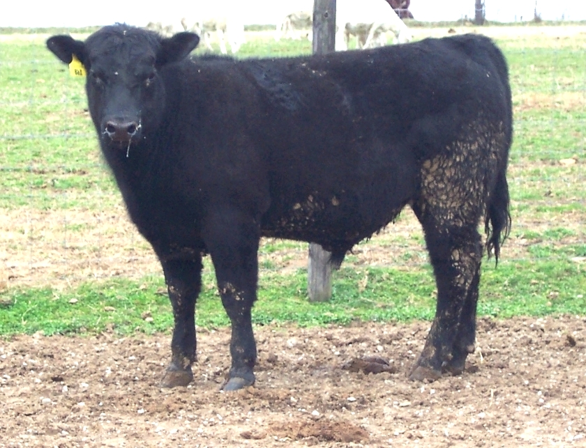 Keeney Angus 2013 Spring Sale April 6, 2013 Fe684b83-9c7b-485f-a7bc-54f220482f13_zps5af16981