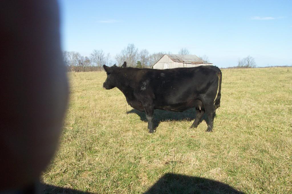 Keeney Angus April 7 Bull and Heifer Sale Fescue5