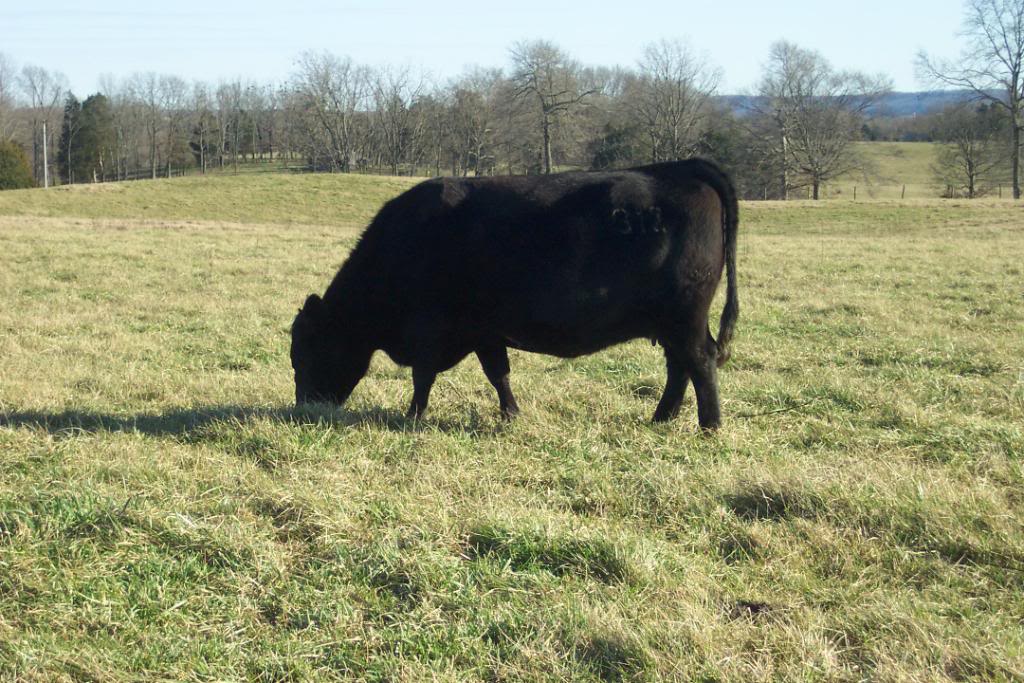 Keeney Angus April 7 Bull and Heifer Sale Fescue6