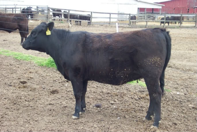 Keeney Angus April 7 Bull and Heifer Sale - Page 7 Frances1-1