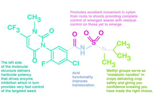 Disagreements With the Angus Association and Papered Cattle How-it-works---molecule