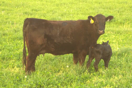 Keeney Angus April 7 Bull and Heifer Sale - Page 5 Louie21-1