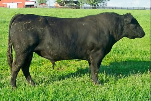 Keeney Angus April 7 Bull and Heifer Sale - Page 5 Louie42811-1