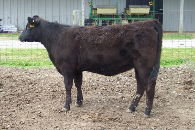 Keeney Angus April 7 Bull and Heifer Sale - Page 7 Lucy1-1