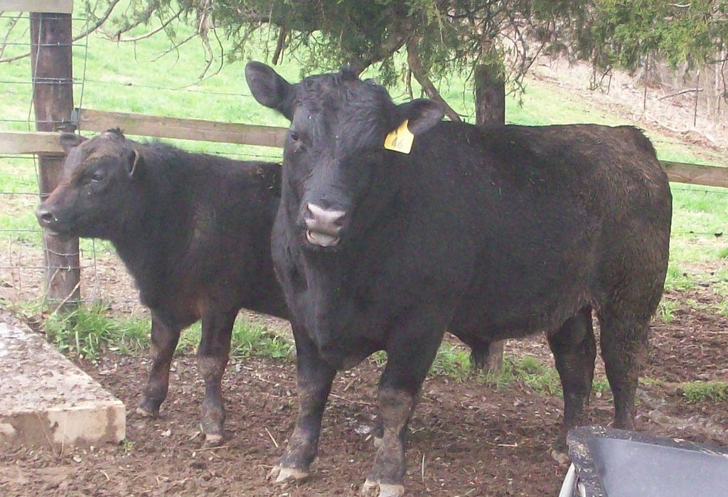 2015 Keeney Angus Bull Sale - Page 4 B30c42c6-bfaa-4c4b-b6a1-bb563963eeb0_zpshmjbcvij