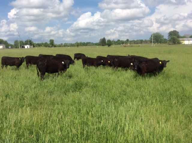 2015 Keeney Angus Bull Sale - Page 4 IMG_4809_zpsfee72p4x