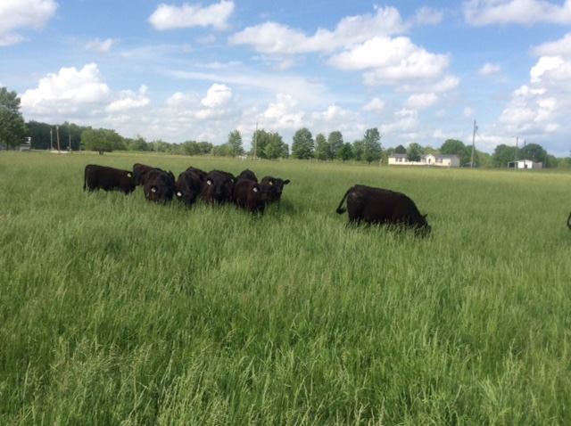 2015 Keeney Angus Bull Sale - Page 4 IMG_4814_zpsi8zwivyr