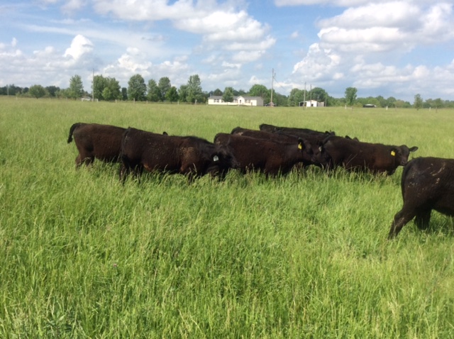 2015 Keeney Angus Bull Sale - Page 4 IMG_4815_zpsl7y8jkf4