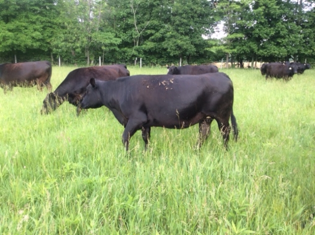 2015 Keeney Angus Bull Sale - Page 5 951fddd7-4937-4e6d-b484-dfaab09a5fb6_zpscwyzxyku