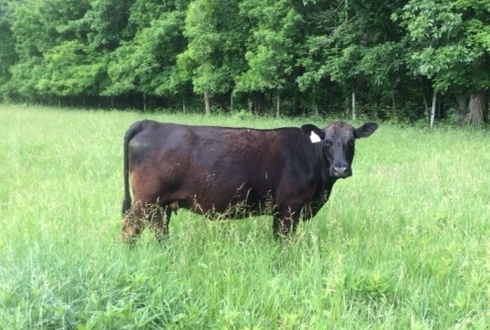 2015 Keeney Angus Bull Sale - Page 5 F6c20126-373c-4515-85a9-026cc9eef081_zpsgdwrfx7e