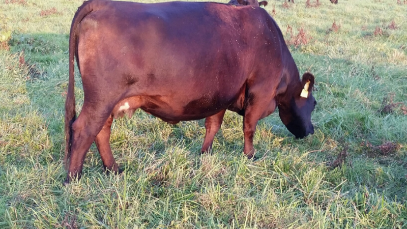 2015 Keeney Angus Bull Sale - Page 6 Bf7afef3-b7e7-4517-a763-a674c02f6b98_zpsxiccj7or