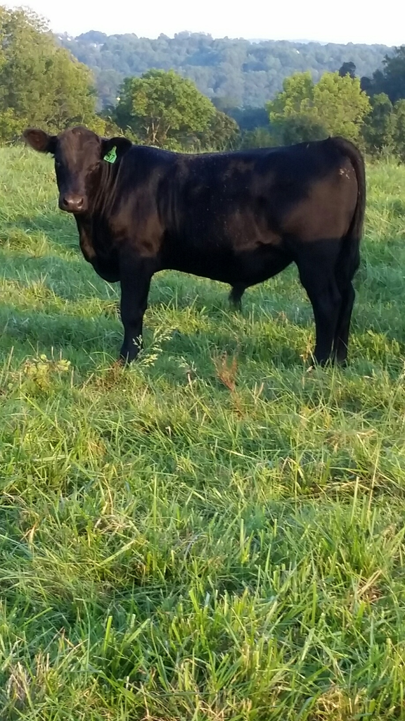 2015 Keeney Angus Bull Sale - Page 8 37_zpsoxnapc4k