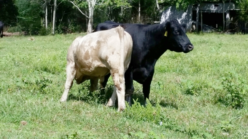 2015 Keeney Angus Bull Sale - Page 6 A45bbae8-dfd7-4022-8352-acad0c1fc2a0_zpsh0i2dq4b