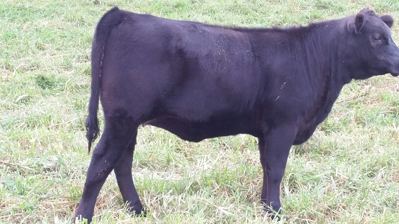 2015 Keeney Angus Bull Sale - Page 6 20150925_100724_resized_zpsrki92e7n