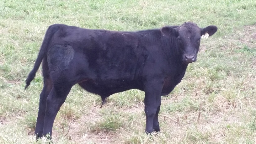 2015 Keeney Angus Bull Sale - Page 6 20150925_100632_resized_zpsoonuwzsb