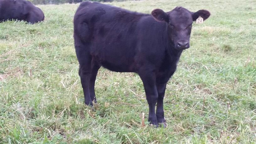 2015 Keeney Angus Bull Sale - Page 6 20150925_100547_resized_zpsznijteql