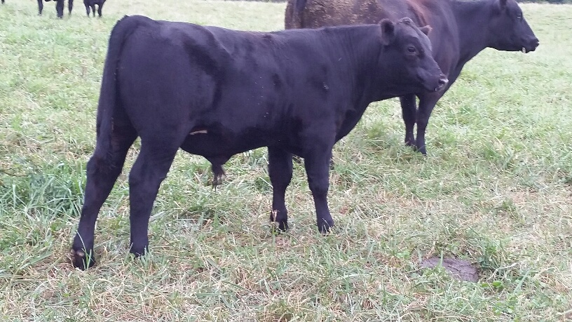 2015 Keeney Angus Bull Sale - Page 6 20150925_100304_resized_zpsepy9w0ud